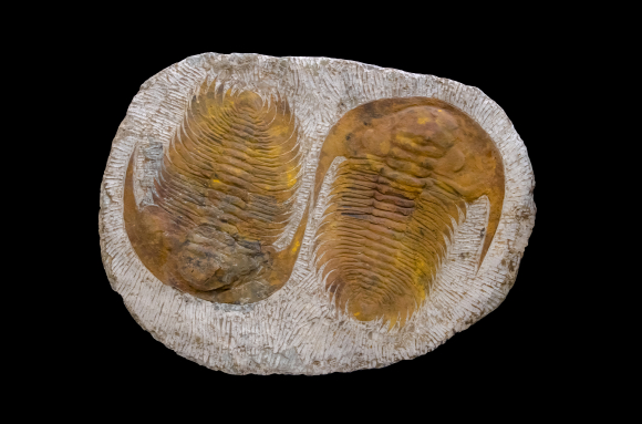 Trilobites géants (genre Paradoxides) - Maroc - Cambrien